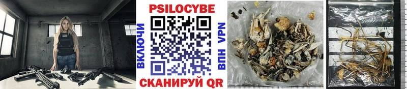 Галлюциногенные грибы Psilocybe  блэк спрут ССЫЛКА  Сальск 